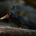 Magellanic Woodpecker - Photo (c) Jorge Schlemmer, all rights reserved