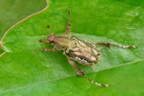 Amphicoma corinthia