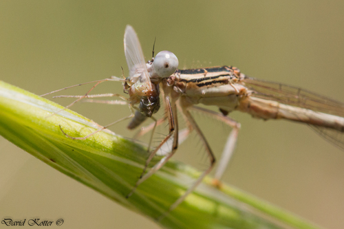 Ivory Featherleg