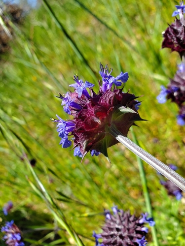 iNaturalist observation photo of Chia