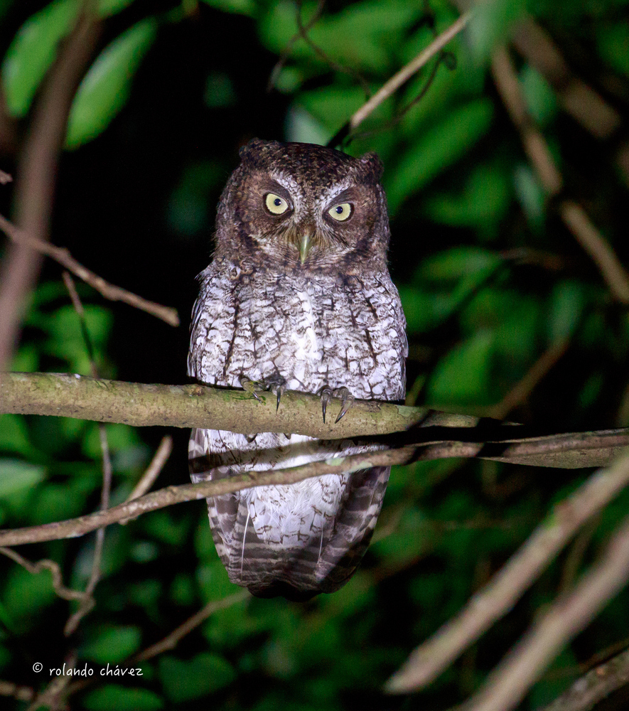 Middle American Screech-Owl photo