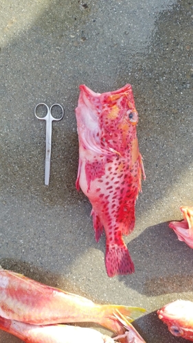 Pontinus clemensi