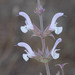 Salvia palaestina - Photo (c) Ori Fragman-Sapir, all rights reserved, uploaded by Ori Fragman-Sapir