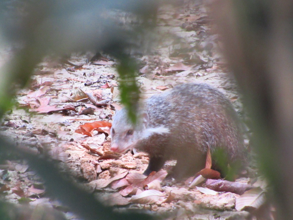 Crab-eating Mongoose from Tân Phú District, Dong Nai, Vietnam on March ...