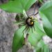 Passiflora itzensis - Photo (c) Alfredo Dorantes Euan, כל הזכויות שמורות, הועלה על ידי Alfredo Dorantes Euan
