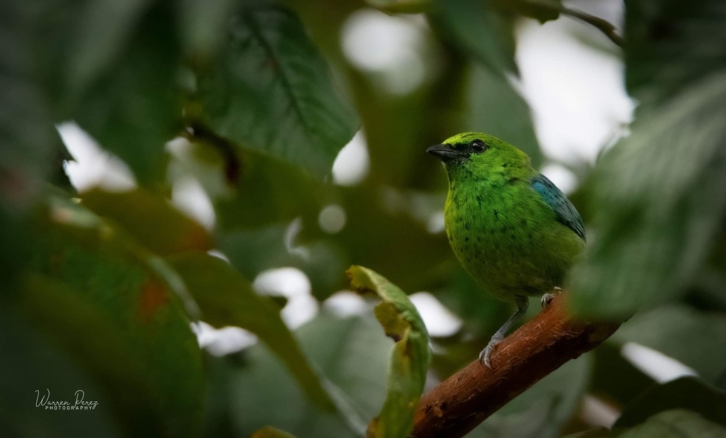 Dotted Tanager photo