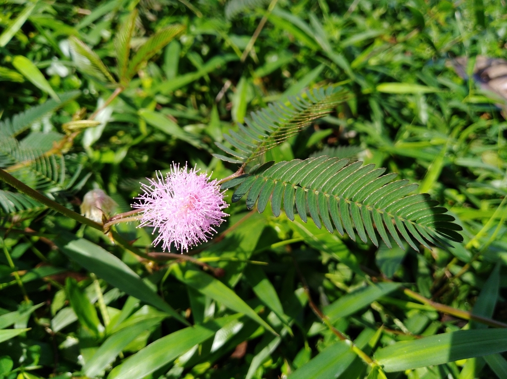 미모사 from 825, Lingkungan Budi, 50603 Kuala Lumpur, Wilayah... at 11:12 오전 by Kai Ren · iNaturalist 미모사 (Mimosa pudica)