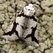 South Island Lichen Moth - Photo (c) Nicola Baines, all rights reserved, uploaded by Nicola Baines