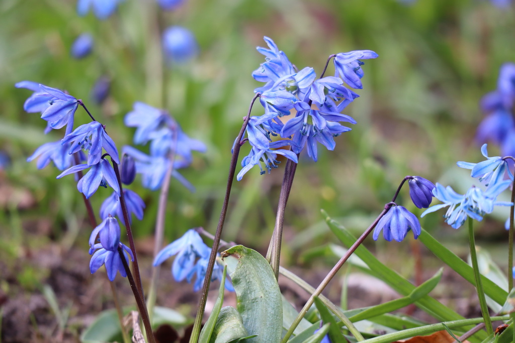 Scilla siberica