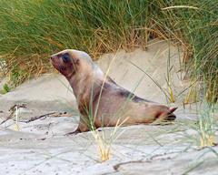 New Zealand Sea Lion photo 4
