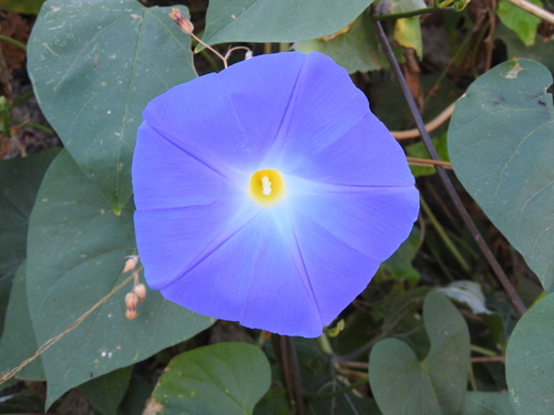 Garden Morning Glory