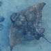 Common Eagle Rays - Photo (c) emanning, all rights reserved