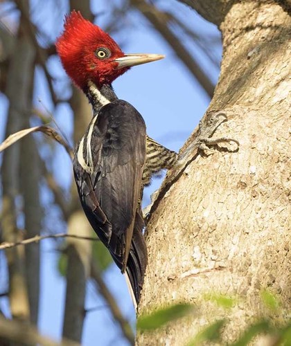 Pale-billed Woodpecker