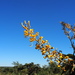 Vochysia cinnamomea - Photo (c) Laurent Quéno, todos los derechos reservados, subido por Laurent Quéno