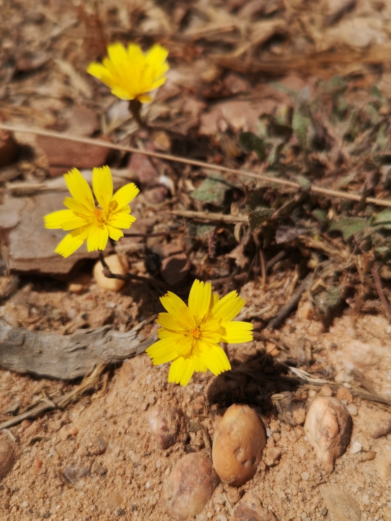 hawkbit from Montenegro, Faro, Portugal on April 10, 2021 at 02:05 PM ...