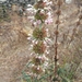 Morina longifolia - Photo (c) Stewart Bell, todos los derechos reservados, subido por Stewart Bell