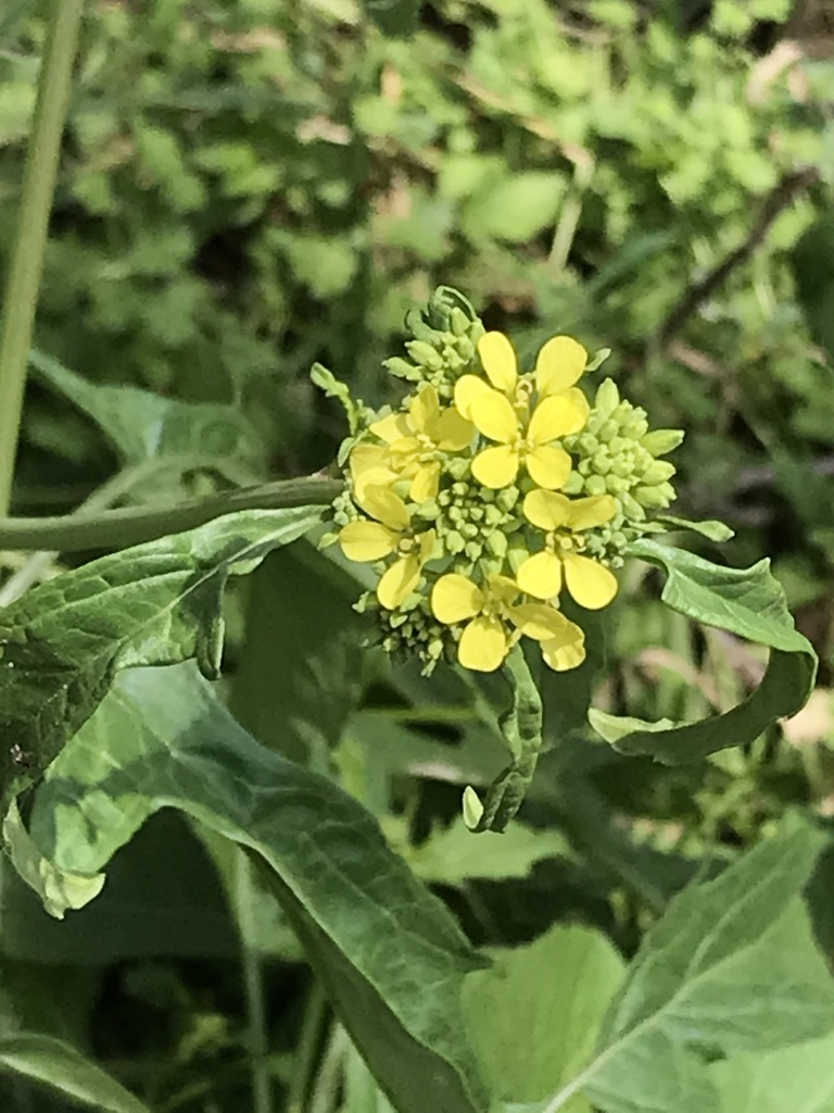 annual bastard cabbage from W Weinert St, Seguin, TX, US on April 02