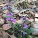 Ajuga australis - Photo (c) Trent Townsend, όλα τα δικαιώματα διατηρούνται, uploaded by Trent Townsend