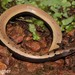 Spotted Eastern Ghats Skink - Photo (c) Christian Langner, all rights reserved, uploaded by Christian Langner