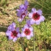 Leucocoryne purpurea - Photo (c) benja_boetsch, όλα τα δικαιώματα διατηρούνται