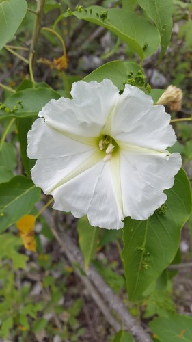 Ipomoea rzedowskii