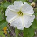 Ipomoea rzedowskii - Photo (c) Patrick McIntyre, all rights reserved, uploaded by Patrick McIntyre