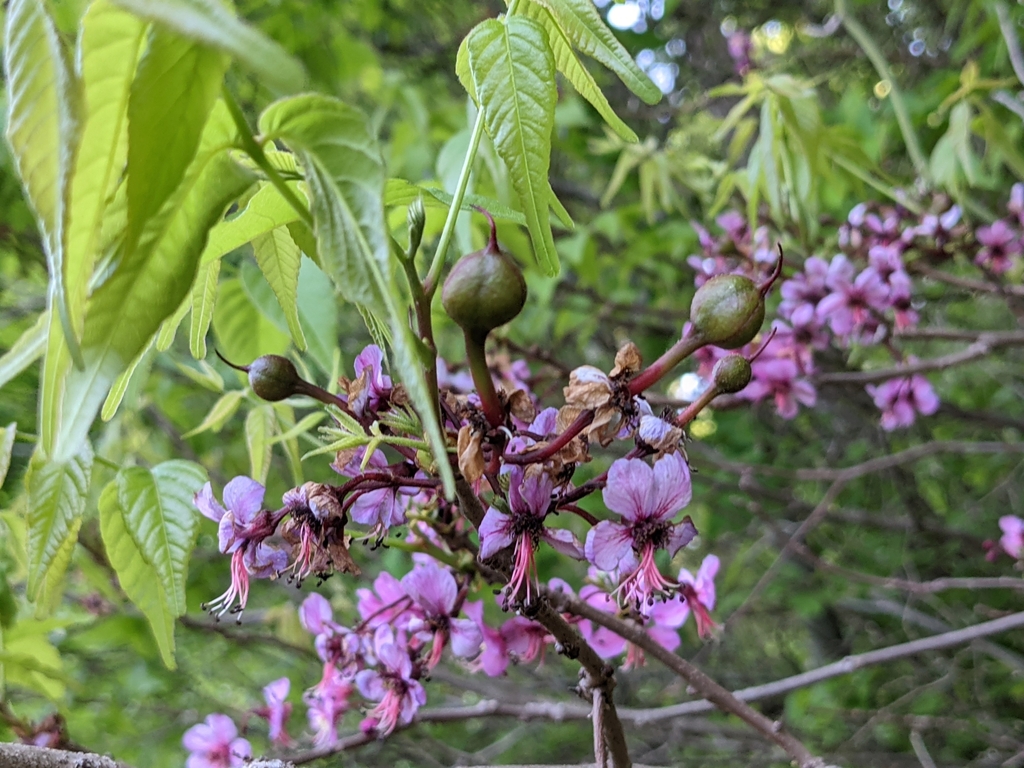 soapberry family (Family Sapindaceae)  iNaturalist