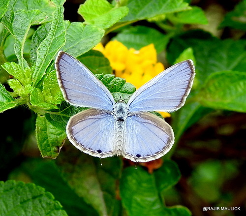 Plains Cupid