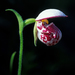 Spotted Lady's Slipper - Photo (c) Ian Gardiner, all rights reserved, uploaded by Ian Gardiner