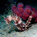 Observation photo