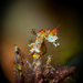 Observation photo