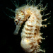 Observation photo