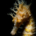Observation photo
