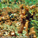 Observation photo