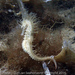 Observation photo