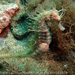 Observation photo