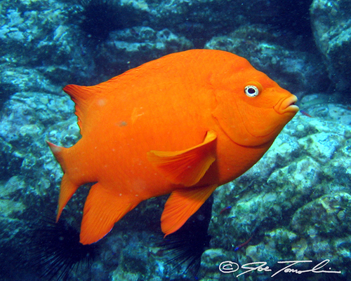 Garibaldi