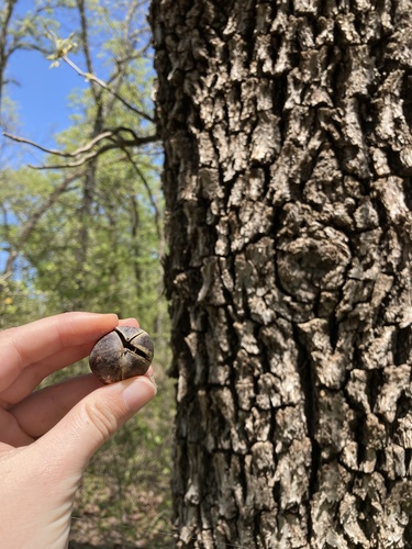 Black Hickory