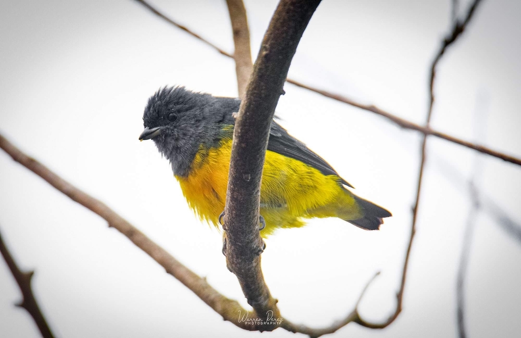 Plumbeous Euphonia (Euphonia plumbea) photo