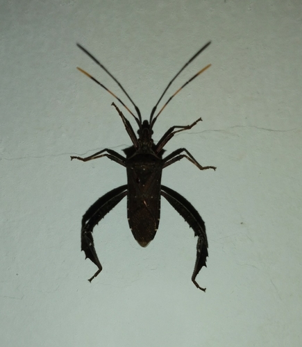 Citron Bug
