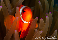 Spine-Cheek Clownfish