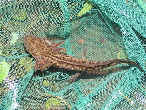 Yellow-peppered Salamander