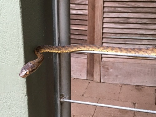 Brown Tree Snake sighting