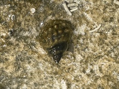 Echinolittorina tuberculata image