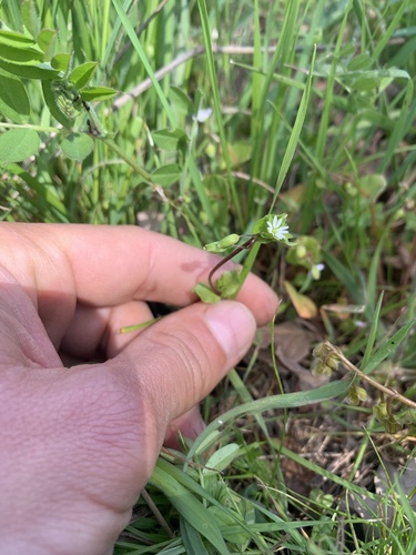 iNaturalist observation photo of common chickweed