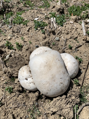 iNaturalist observation photo of Western Giant Puffball