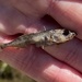 Unarmored Threespine Stickleback - Photo (c) Tracey Harmon, all rights reserved, uploaded by Tracey Harmon