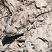 Desert Horned Lizard - Photo (c) Dennis Coleman, all rights reserved