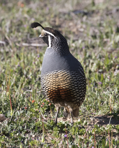 iNaturalist observation photo of California Quail