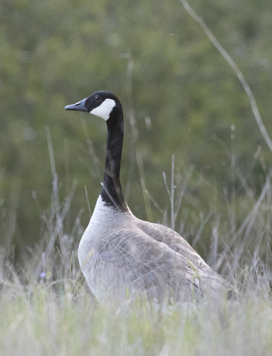 iNaturalist observation photo of Canada Goose